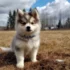 Pomsky Puppies for Sale in Albuquerque