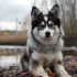 Pomskies for Sale Under $500: Where to Find Affordable Pomsky Pups