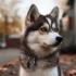 Pomskies for Sale in Idaho