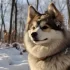 Pomskies for Sale in Australia: How to Find Your Perfect Companion