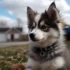 Pomskies for Sale in AZ Craigslist