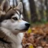 Pomsky Puppies for Sale in Florida: Finding the Right Breeder