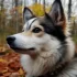 Pomskies for Sale in Atlanta, GA