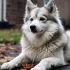 Pomskies for Sale in Canada: Where to Find Your Perfect Pup
