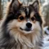 The Best Pomsky Brushes for a Healthy Coat