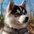 Pomskies for Sale in Bay Area