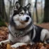 Pomskies for Sale in Canada: Finding the Right Breeder