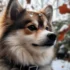 Pomskies for Sale in Charlotte, NC – Find Your Perfect Furry Companion!
