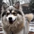 Pomskies for Sale in Australia: Where to Find Them