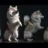 Pomskies for Sale in Canada: Finding the Right Breeder