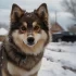 Pomsky Breeders in Cincinnati, Ohio – Find Your Perfect Pomsky Companion