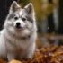 Pomskies for Sale in Colorado Springs