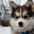 Pomsky for Sale Cost: What to Expect When Buying a Pomsky Puppy