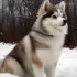 Pomskies for Sale Cheap: Is it Worth the Risk?