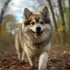 Pomskies for Sale in Canada: Where to Find Your Perfect Pup
