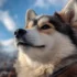 Pomskies for Sale in El Paso
