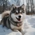 Pomsky Puppies for Sale in CT