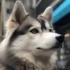 Pomskies for Sale in Denver