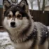 Pomskies for Sale in Des Moines, IA