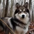 Pomsky Puppies for Sale in Fredericksburg VA