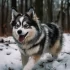 Pomsky Puppies for Sale in Fredericksburg VA