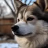 Pomskies for Sale in Dallas