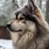 Pomskies for Sale in Florida: Where to Find Your New Furry Friend