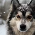 Pomskies for Sale in Fresno CA: Find Your New Furry Friend Today!
