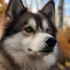 Pomskies for Sale in Henderson, NV