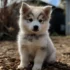 Pomsky Breeders in Houston, TX: Find Your Perfect Companion