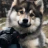 Pomskies for Sale in Hawaii: Where to Find Your Dream Companion