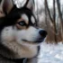Pomskies of Middle Tennessee: A Guide to the Perfect Companion