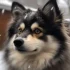 Pomskies for Sale in Kansas