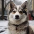 Pomskies for Sale in Kansas