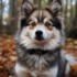 Pomskies for Sale in Jacksonville FL