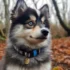 Pomsky Puppies for Sale in LA