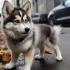 Pomskies for Sale in Lincoln, NE