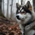 Pomsky Puppies for Sale in Kentucky: Find Your New Furry Friend Today