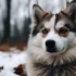 Pomsky Puppies for Sale in Melbourne