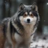 Pomsky Puppies for Sale on Long Island