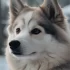 Pomskies for Sale in Lancaster PA: Find Your New Furry Friend!