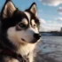Pomsky Puppies for Sale in LA