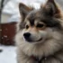 Pomsky Puppies for Sale in Maryland