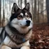 Pomskies for Sale in Minneapolis