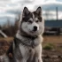 Pomskies for Sale in Ohio: Find Your Perfect Furry Friend