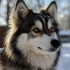 Pomskies for Sale in Mesa, AZ