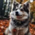 Pomsky Puppies for Sale in Milwaukee