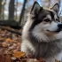 Pomskies for Sale in Minneapolis