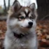 Pomsky Puppies for Sale in Nashville
