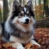 Pomsky Puppies for Sale in Nashville